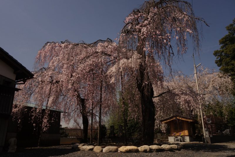 蓮生堂のしだれ桜 美里町観光協会